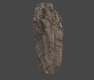 fossile_fougere